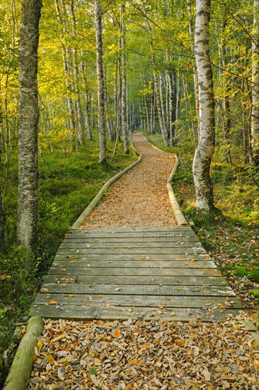 Forest path in the birch forest near Les Ponts-de-Martel in the canton of Neuchatel