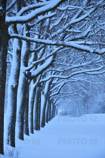 Linden avenue in winter