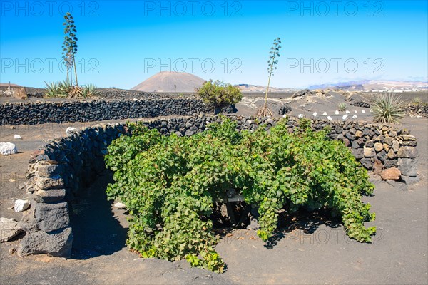 Grapevine vine growing on soil of volcanic ash eroded lava