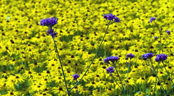 Common vervain