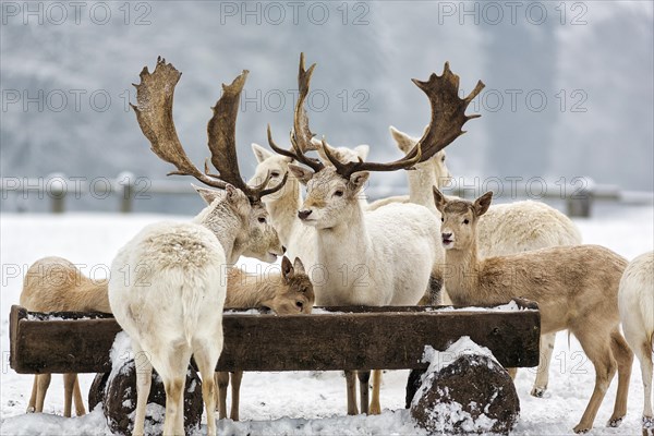 White fallow deer