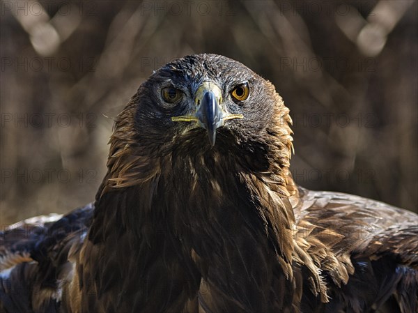 Golden eagle