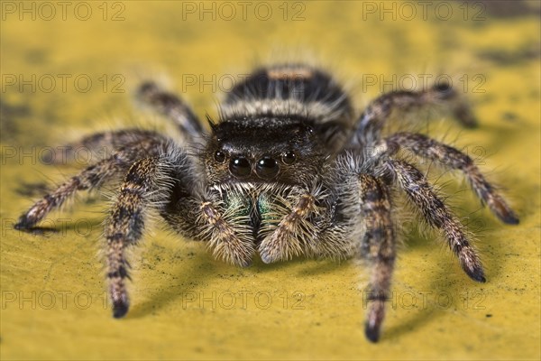 Jumping Spider