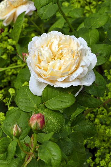 Shrub Rose