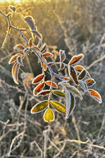 Winter atmosphere with hoarfrost