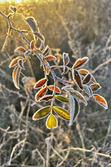 Winter atmosphere with hoarfrost