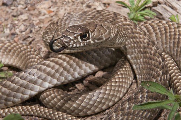 Western coachwhip