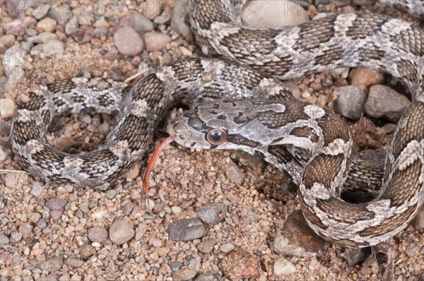 Texas rat snake