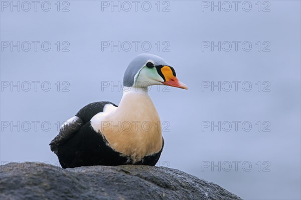 King eider