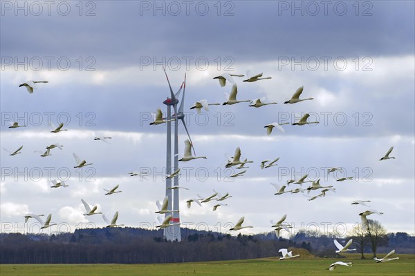 Flock of tundra swans