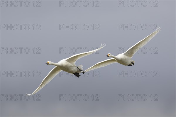 Two tundra swans