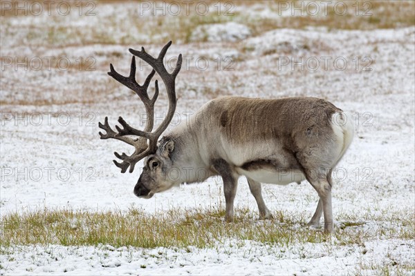 Svalbard reindeer