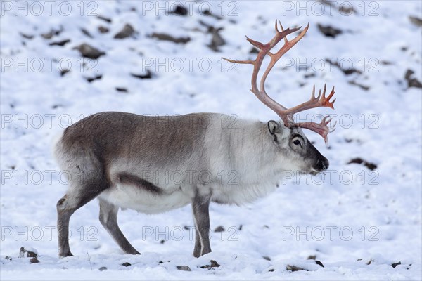 Svalbard reindeer