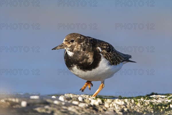 Ruddy turnstone