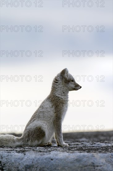 Arctic fox