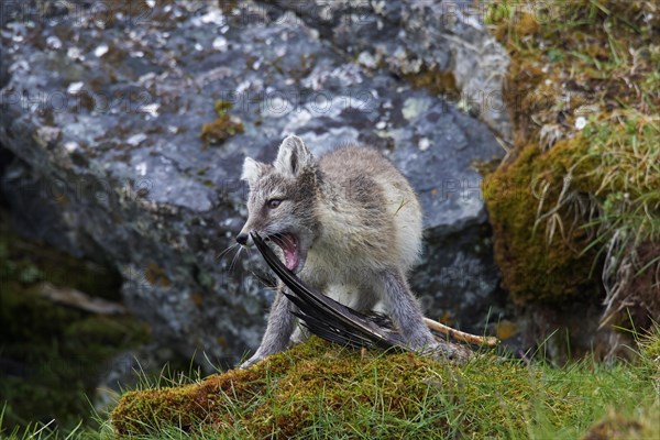 Arctic fox