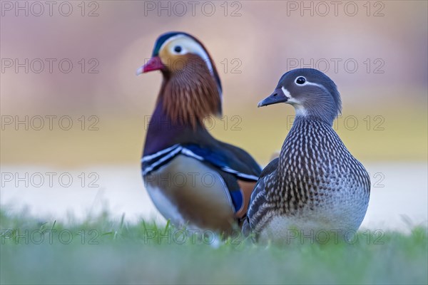 Mandarin Duck