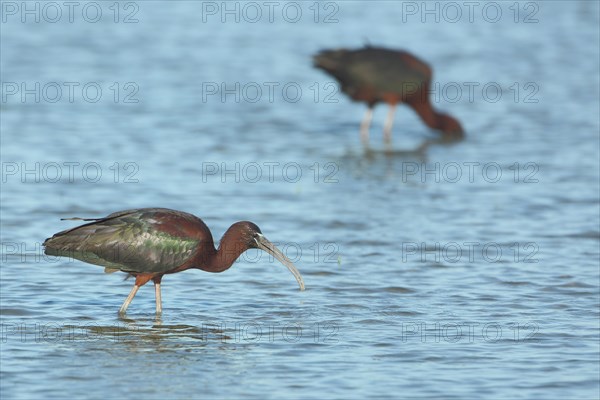 Glossy ibis