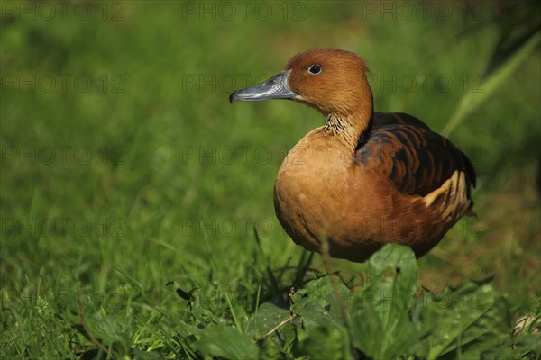 Fulvous whistling duck