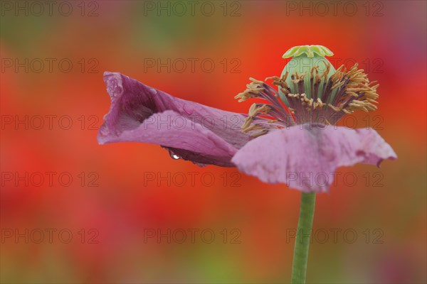 Withered flower of the opium poppy