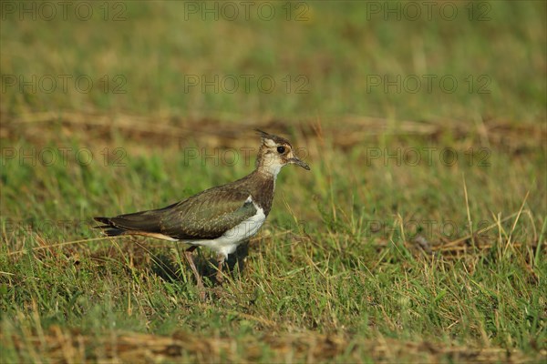 Northern lapwing