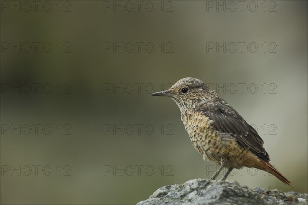 Common rock thrush