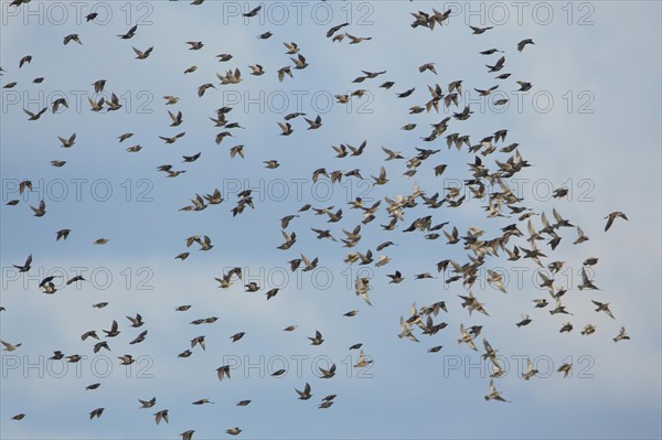 Group of common starling