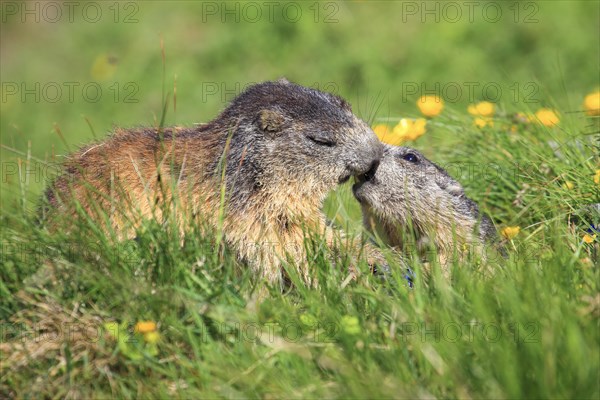 Alpine marmot couple kissing in alpine flower meadow