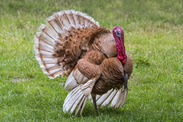 Rouge des Ardennes