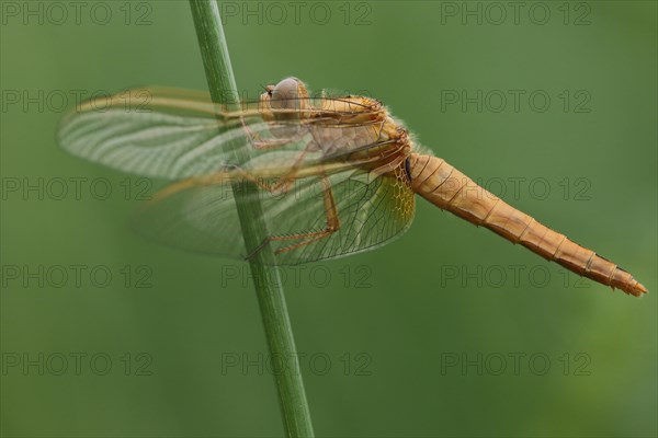 Scarlet dragonfly