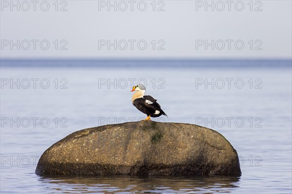 King eider