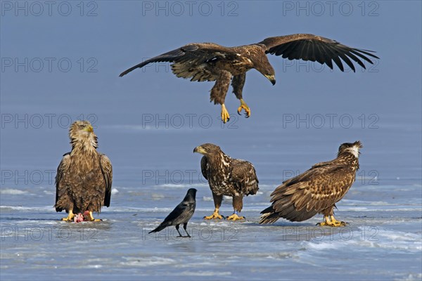 Young White-tailed sea eagles