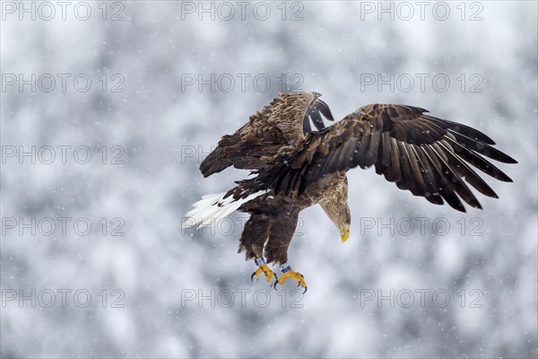 White-tailed Eagle