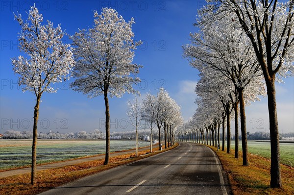 Avenue with maple trees