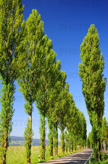 Avenue on the island of Reichenau on Lake Constance