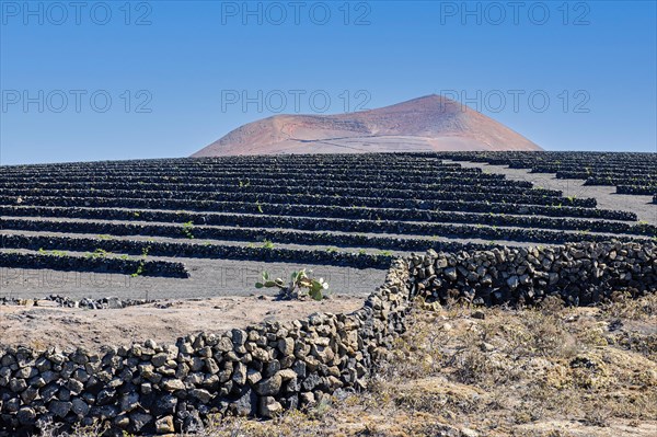 Wine terraces made of lava rock