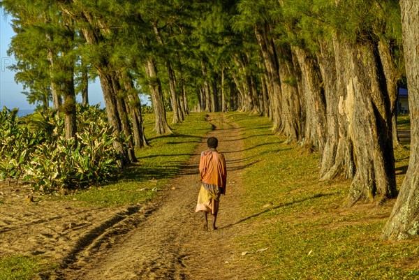 Man walking through the artifical planted tree line