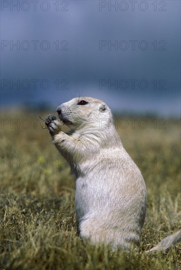 Albino Prairie Dog