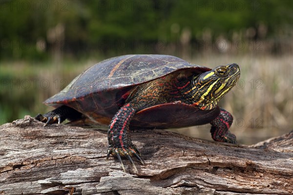 Painted Turtle