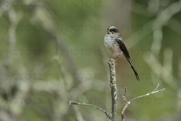 Long-tailed tit