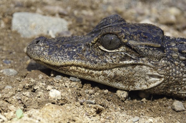 American alligator