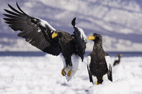 Steller Sea Eagle