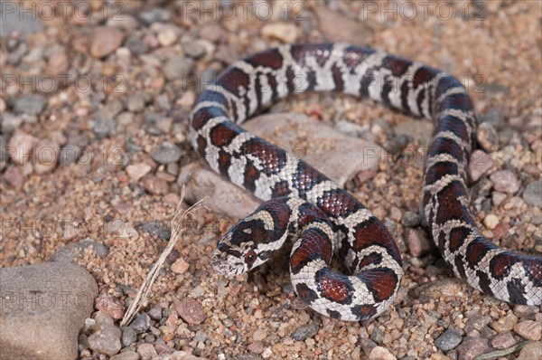 Eastern milk snake