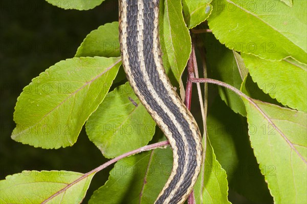 Eastern garter snake