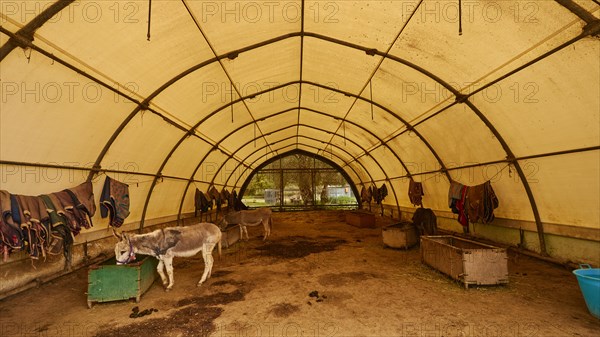 Large tunnel tent for donkeys