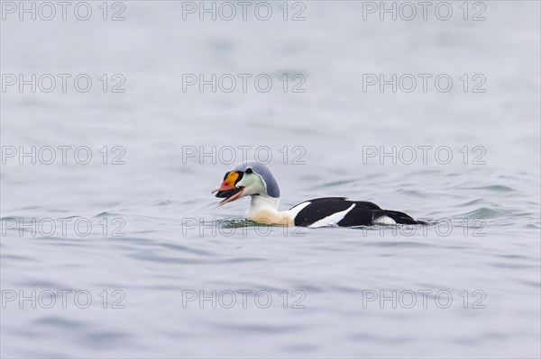 King eider