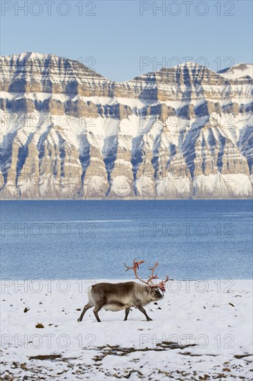 Svalbard reindeer