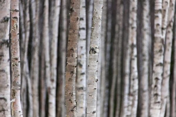 Silver birch