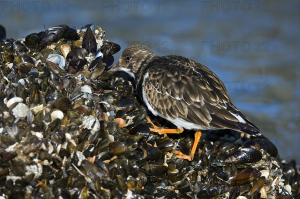 Turnstone