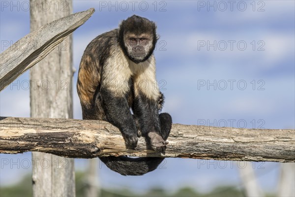 Golden-bellied capuchin